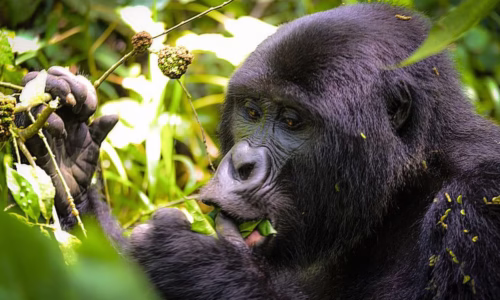 3-Day Visit Uganda Gorillas & Lake Bunyonyi Tour (2)