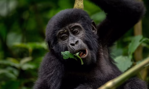 3-Day Visit Uganda Gorillas & Lake Bunyonyi Tour baby gorilla