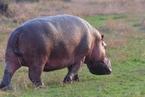 3 Day Queen Elizabeth National Park Safari: The Ultimate 3 Day Queen Elizabeth National Park Safari: The Ultimate