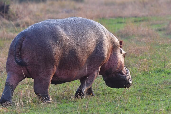 Hippos on Kazinga Channel 