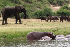 Queen Elizabeth National Park Safari Cost: Complete Guide