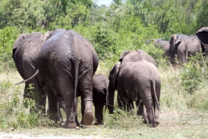 Queen Elizabeth National Park Safari Cost: Complete Guide