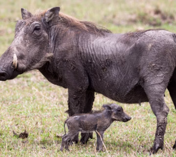 Top 20 Reasons Uganda Should Be Your Next African