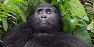 Book Top VIP Gorilla Trekking Experience: The Ultimate Book Top VIP Gorilla Trekking Experience: The Ultimate