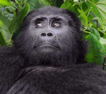 Book Mgahinga Gorilla Permit: The Conclusive 2026 Guide