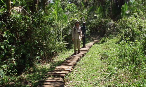 Bigodi swamp walk.