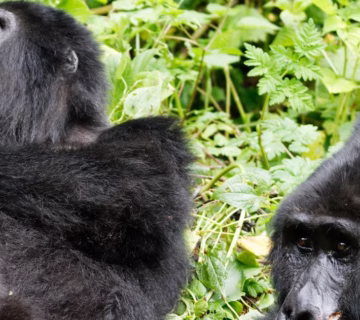 Last Minute Bwindi Gorilla Permits: How to Secure