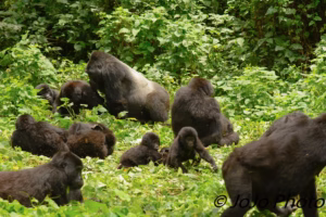 Gorilla Habituation Permit Cost Uganda: Complete 2026 Guide Gorilla Habituation Permit Cost Uganda: Complete 2026 Guide
