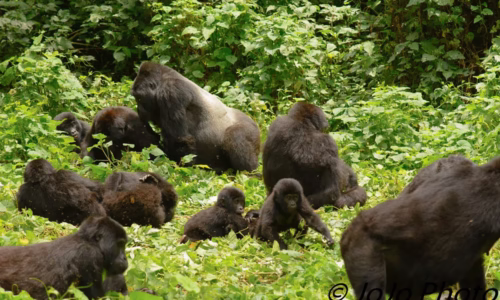 Bwindi Impenetrable National Park
