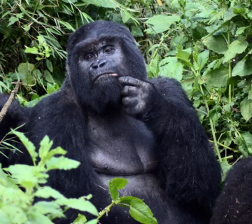 Bwindi Gorilla Permit and Lodge Package: The Complete Guide