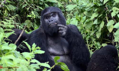 Bwindi Impenetrable National Park2