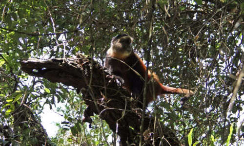 Golden Monkey Trekking