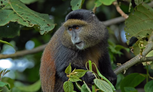 Golden Monkeys