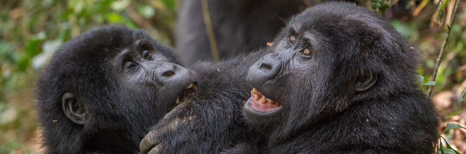 Gorilla Safari in Uganda files 1