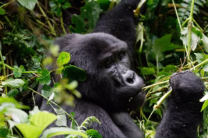 4 Hour Gorilla Habituation Experience: Why Spending Four 4 Hour Gorilla Habituation Experience: Why Spending Four
