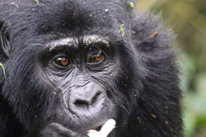 Gorilla Habituation Experience Itinerary: The Complete Gorilla Habituation Experience Itinerary: The Complete