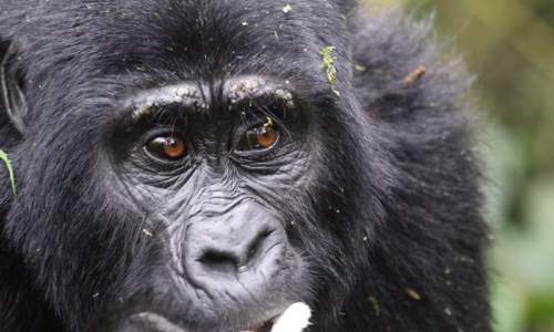 Gorilla Trekking Adventure