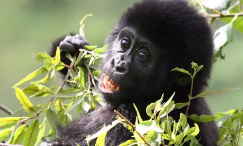 Gorilla Trekking Adventure