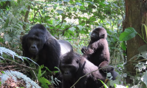 Gorilla Trekking Adventure.jpg2
