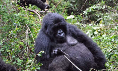 Gorilla trekking.