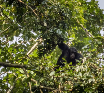Kalinzu Chimpanzee Trekking: Uganda’s Hidden Primate