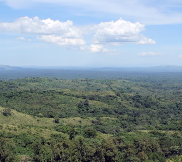Uganda Chimpanzee Permit Booking: The Complete Guide