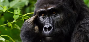 Gorilla Trek from Kigali: The Fastest Gorilla Trek from Kigali: The Fastest, Smartest & Most