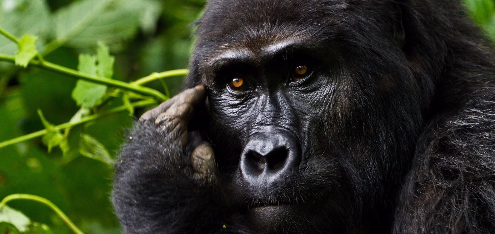 Kigali Bwindi Gorilla Safari files2
