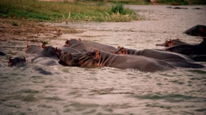 Queen Elizabeth National Park Safari Cost: Complete Guide
