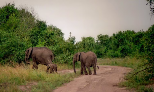 Queen Elizabeth National Park