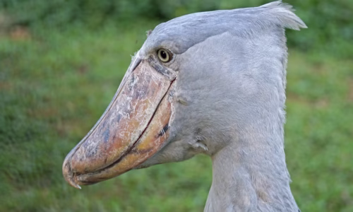 Shoebills