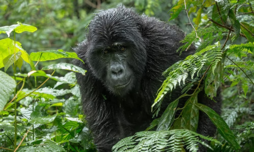 Trekking with Mountain Gorillas