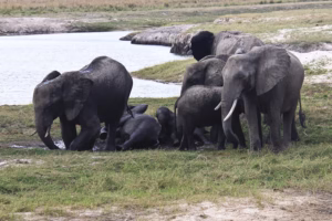 Top Rated Safari Itineraries: The Ultimate Guide to Africa Top Rated Safari Itineraries: The Ultimate Guide to Africa