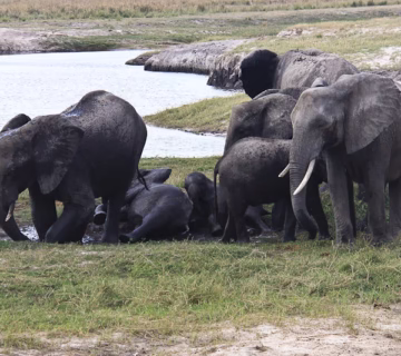 Top Rated Safari Itineraries: The Ultimate Guide to Africa