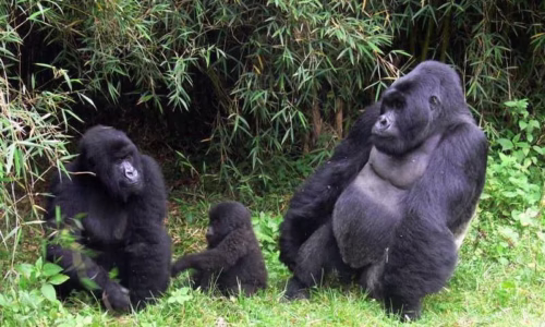 gorilla trekking Safari
