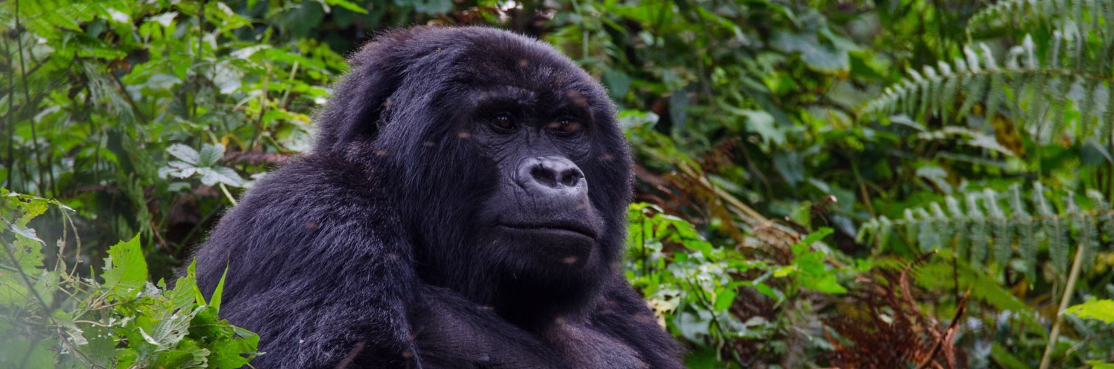 Gorilla