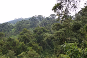 Private Gorilla Trekking Tours Volcanoes National Park: