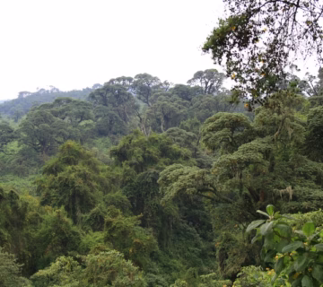Private Gorilla Trekking Tours Volcanoes National Park: