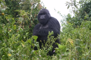 How to Book Virunga National Park Gorilla Trekking Permits How to Book Virunga National Park Gorilla Trekking Permits