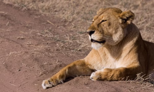 relaxed lioness