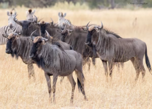 Best Safari for Couples in Africa: Romantic Luxury Best Safari for Couples in Africa: Romantic Luxury,