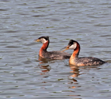 Akagera National Park Safari: What to Expect in Rwanda