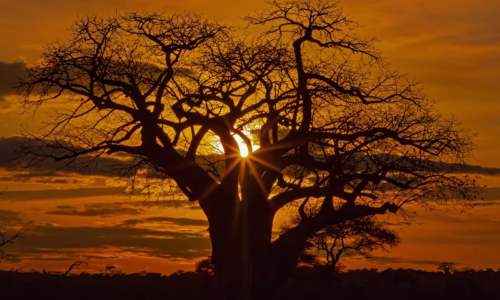 serengeti sunset
