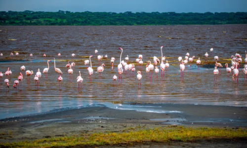 serengeti bird watching