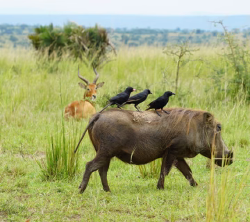 Akagera National Park Safari: What to Expect in Rwanda