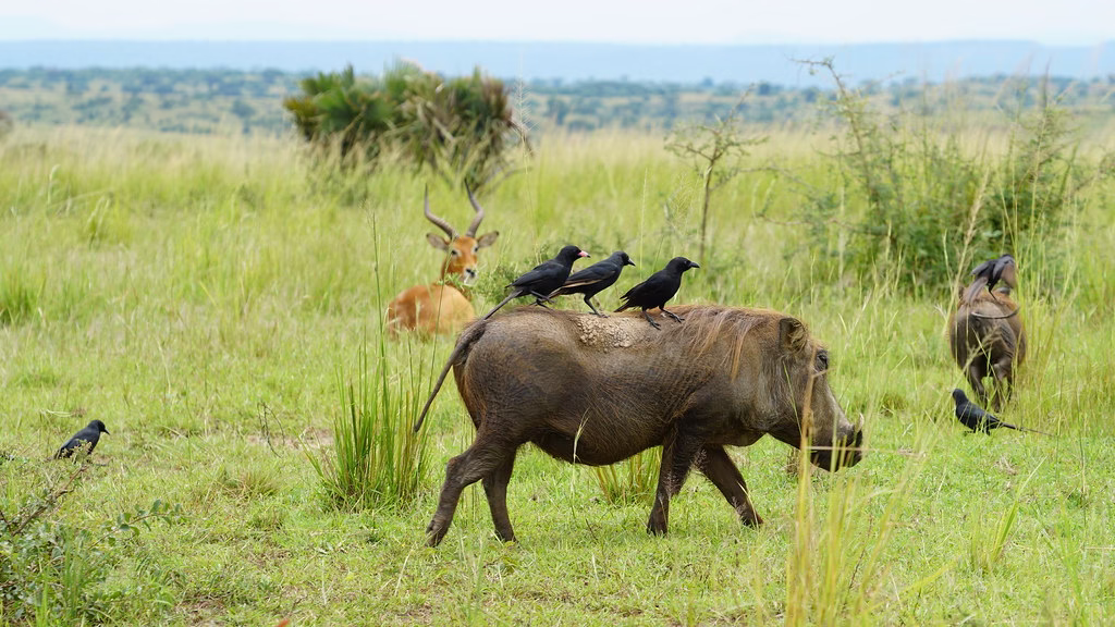 Akagera National Park Safari: What to Expect in Rwanda Akagera National Park Safari: What to Expect in Rwanda