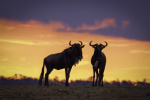 When Is the Best Time to Visit Ngorongoro? When Is the Best Time to Visit Ngorongoro?