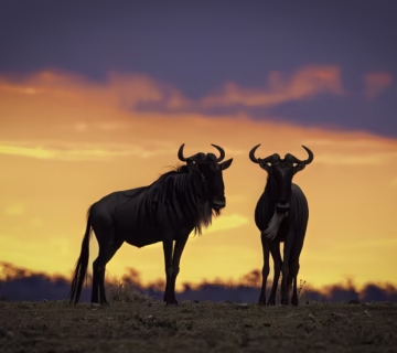 When Is the Best Time to Visit Ngorongoro?