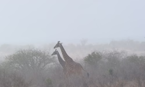 Fog in the wild