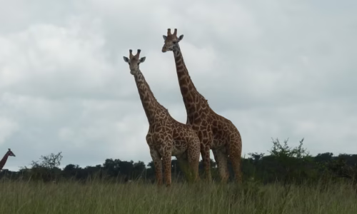 Akagera National Park5